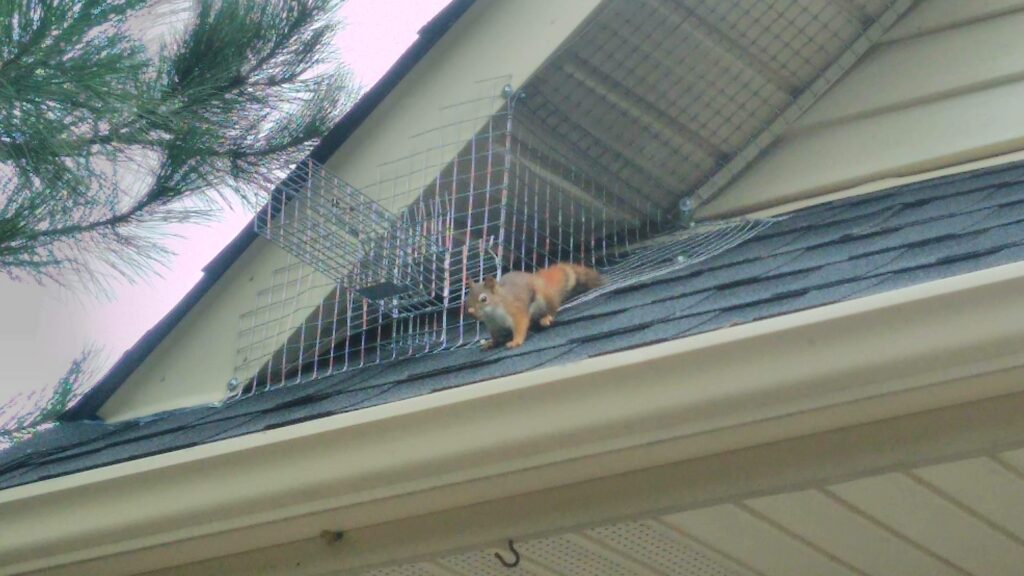 Squirrel Removal Okanagan