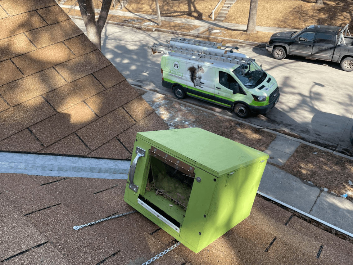 Squirrel Control Okanagan