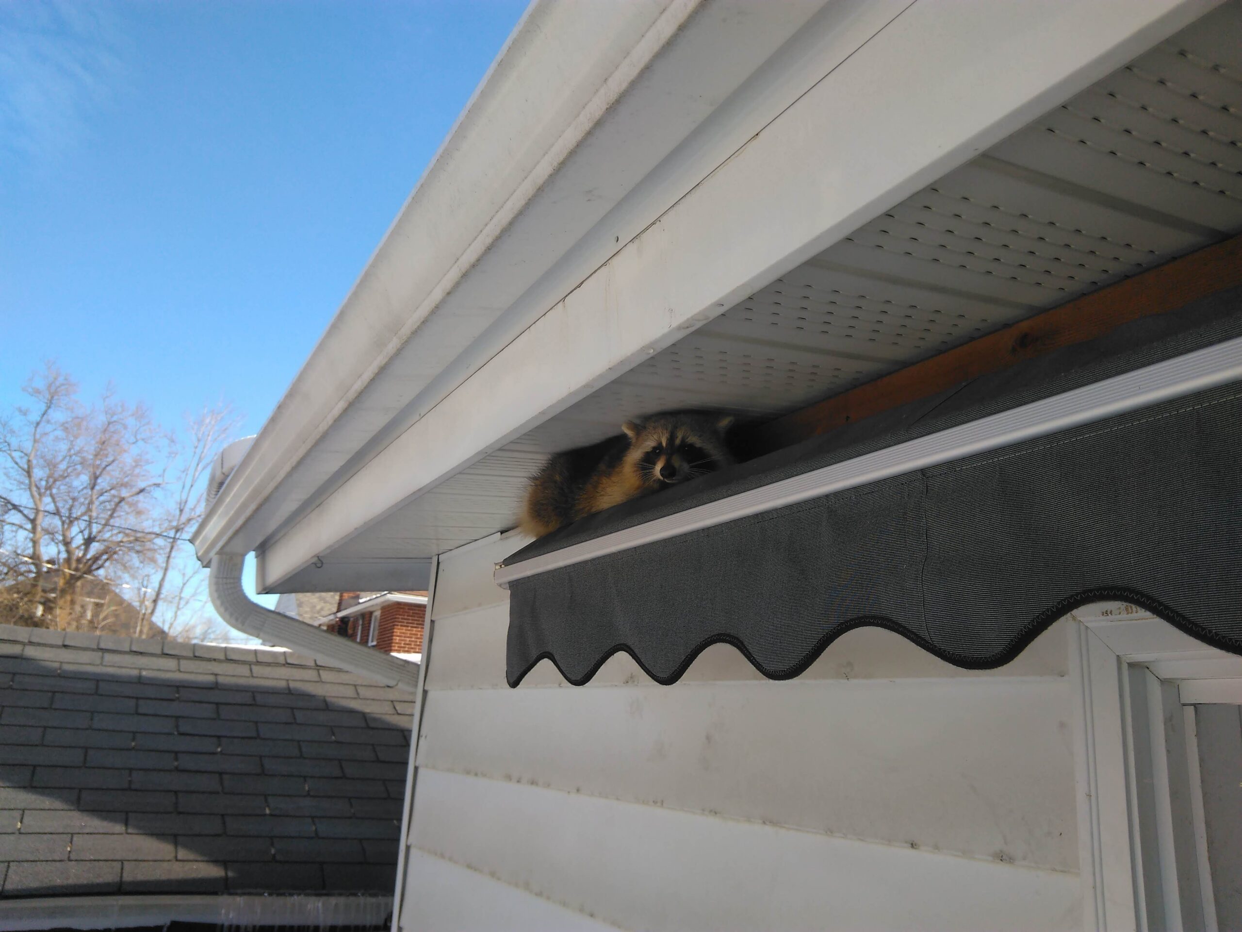 Raccoon Removal Markham