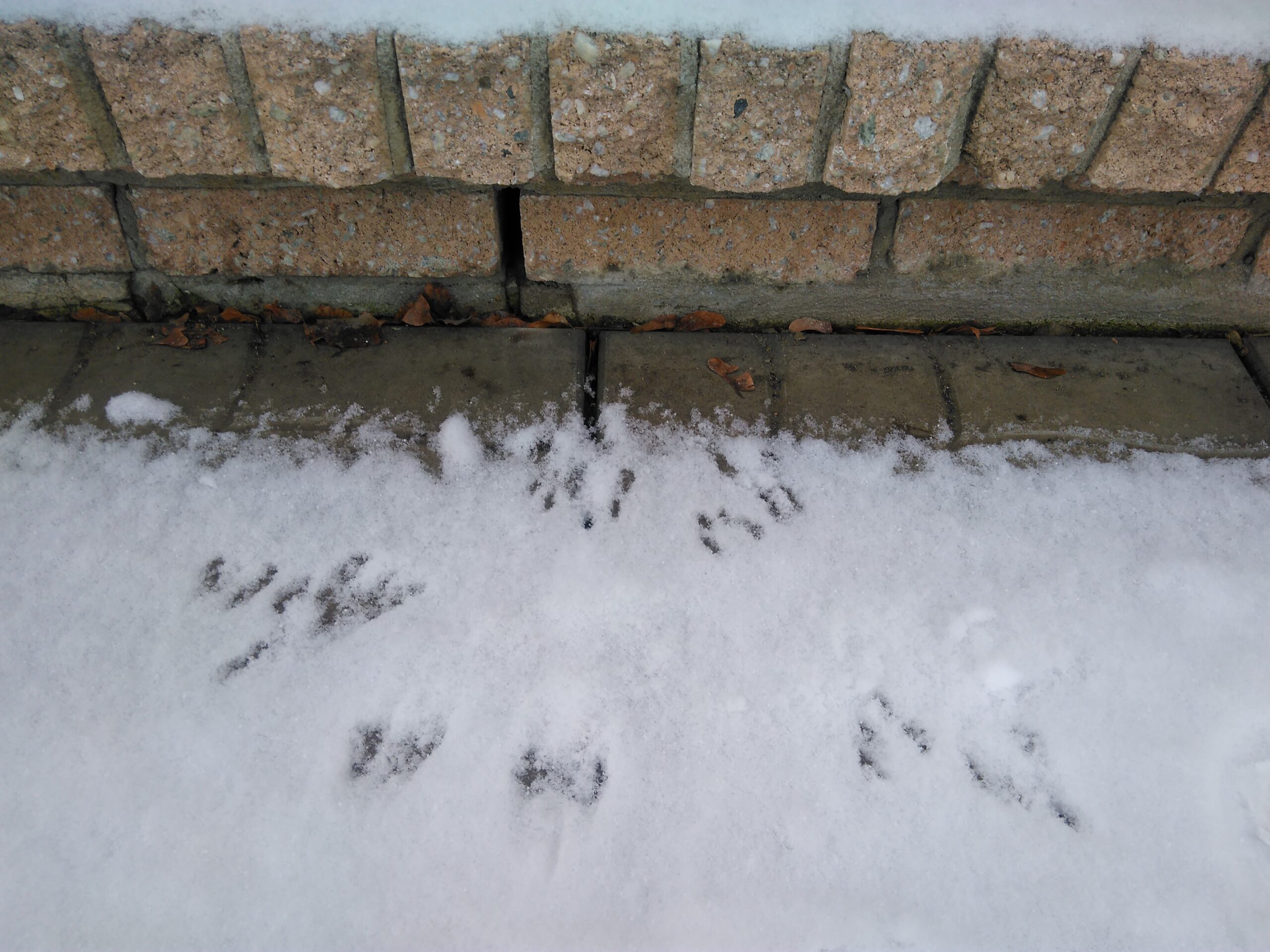 Mice Removal