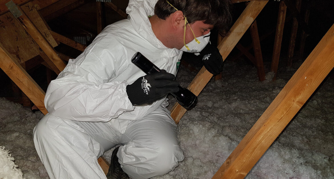 Rat Removal Victoria