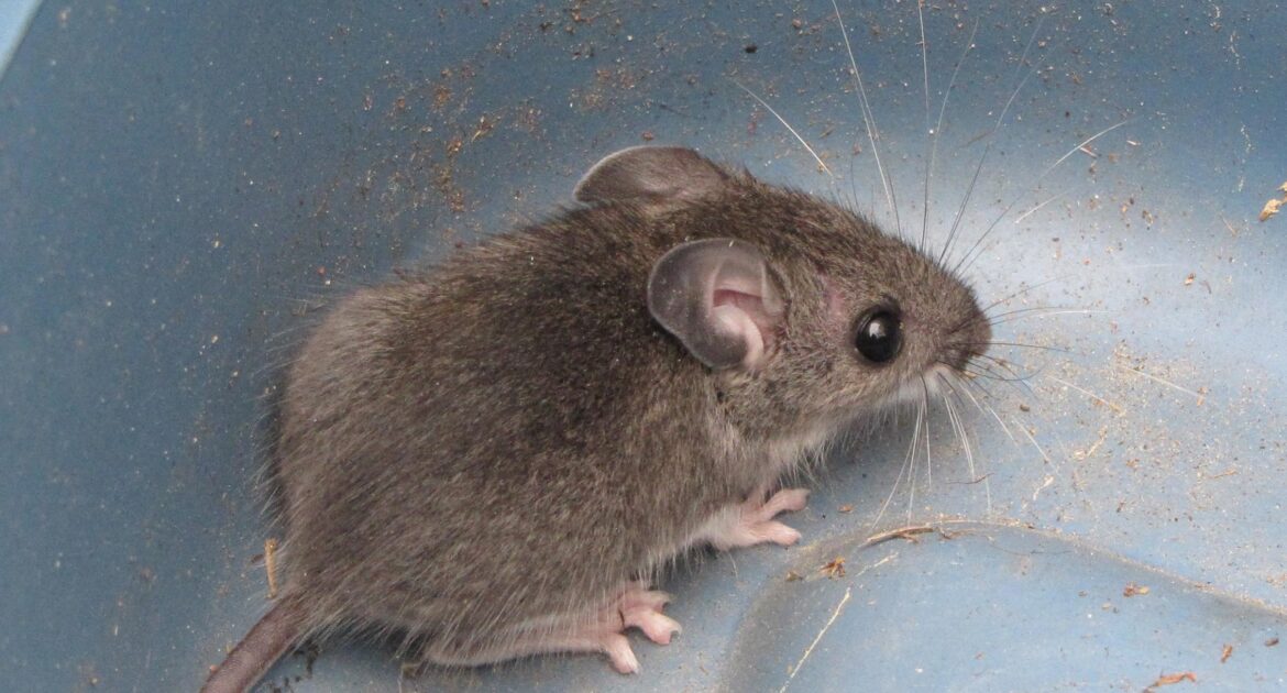 Mice Removal Montreal