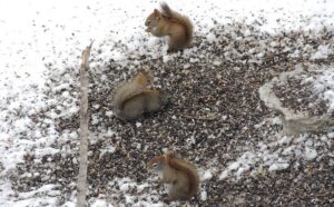 Durham Squirrel Removal