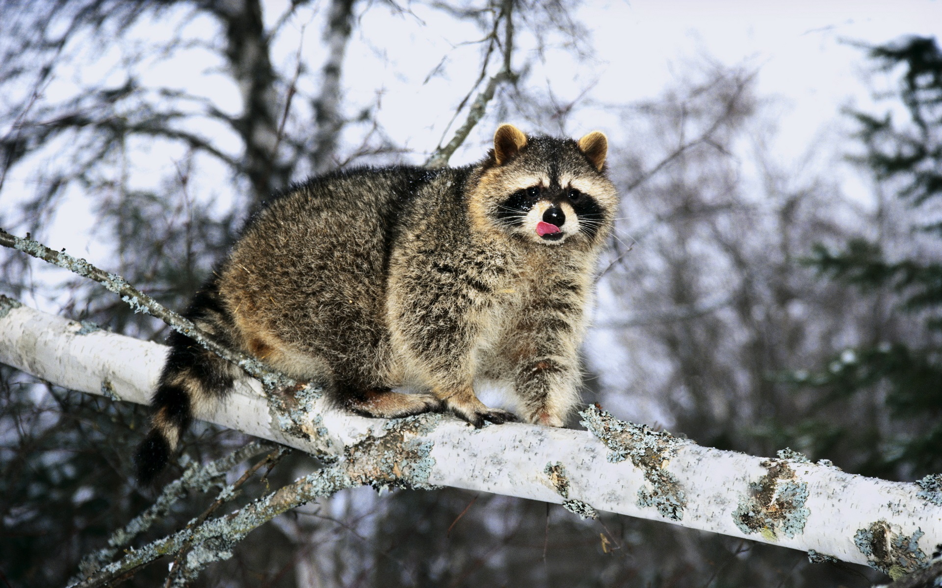 how do raccoons survive winter