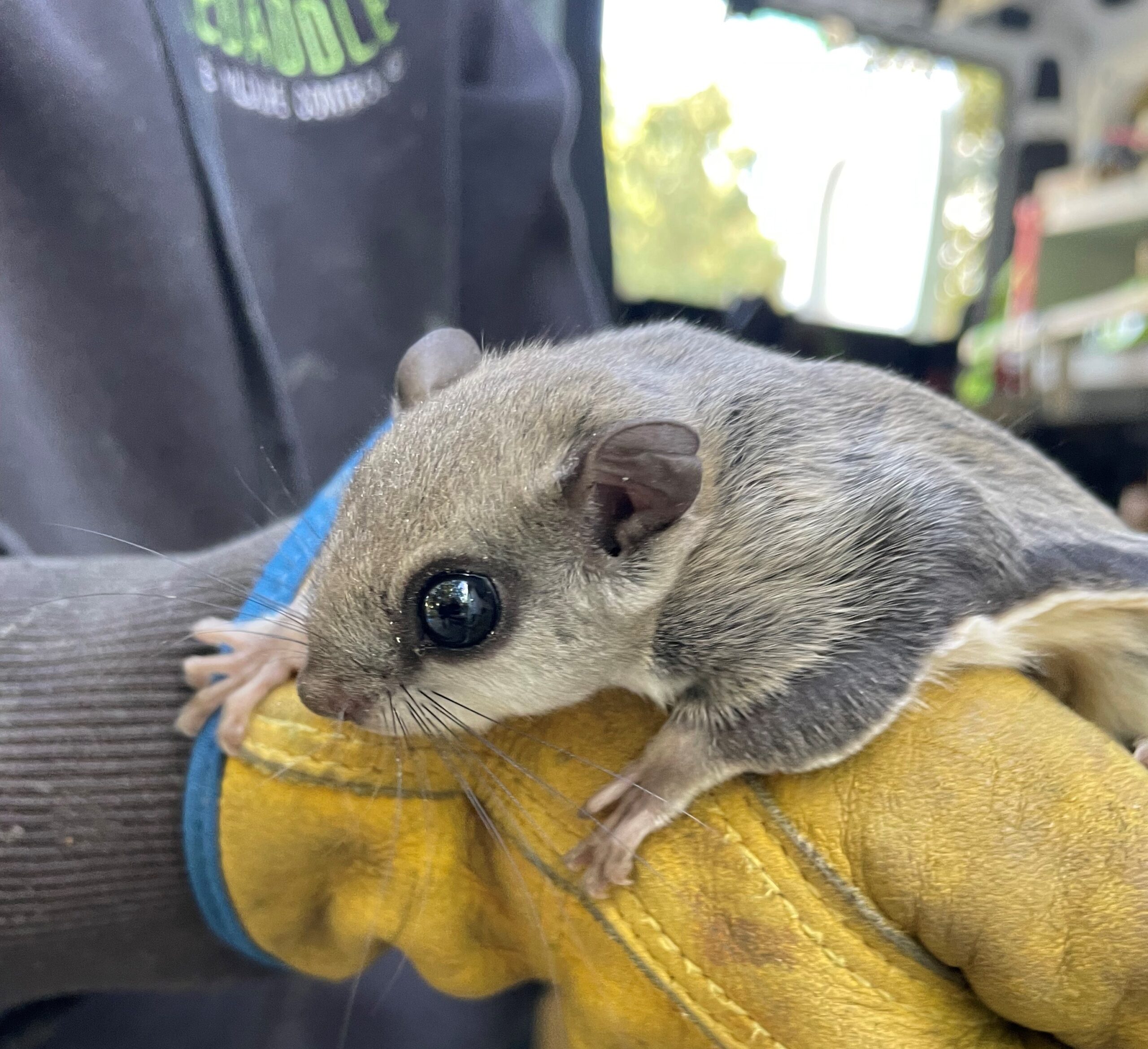 How to Catch a Flying Squirrel in Your House