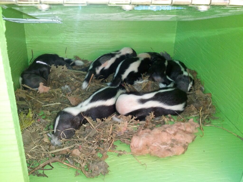 Baby Skunks Milwaukee