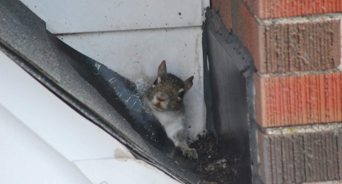 Squirrel Removal Okanagan