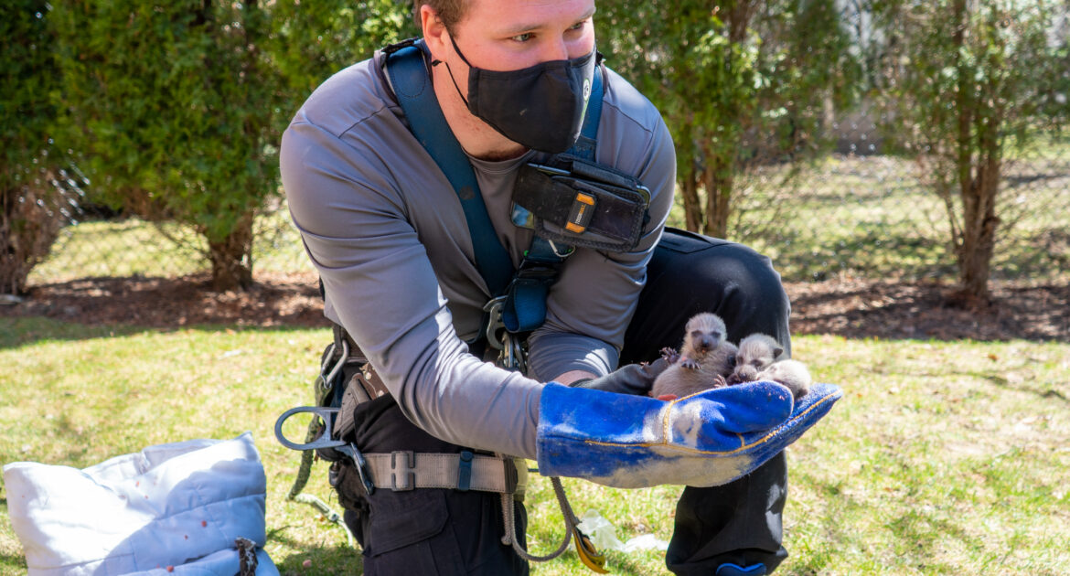 Raccoon Removal Okanagan