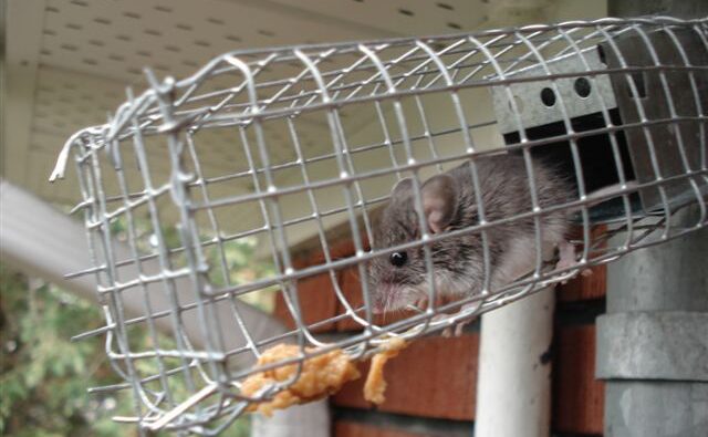 Mice Removal Oshawa