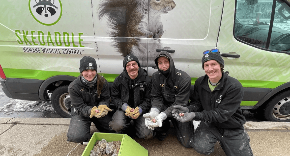 Squirrel Removal Pickering