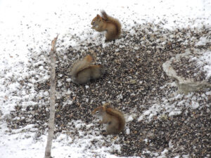 Squirrel Control Coquitlam