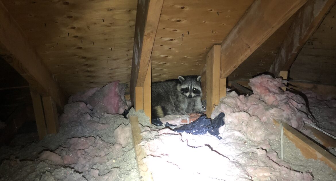 Raccoon Removal Markham