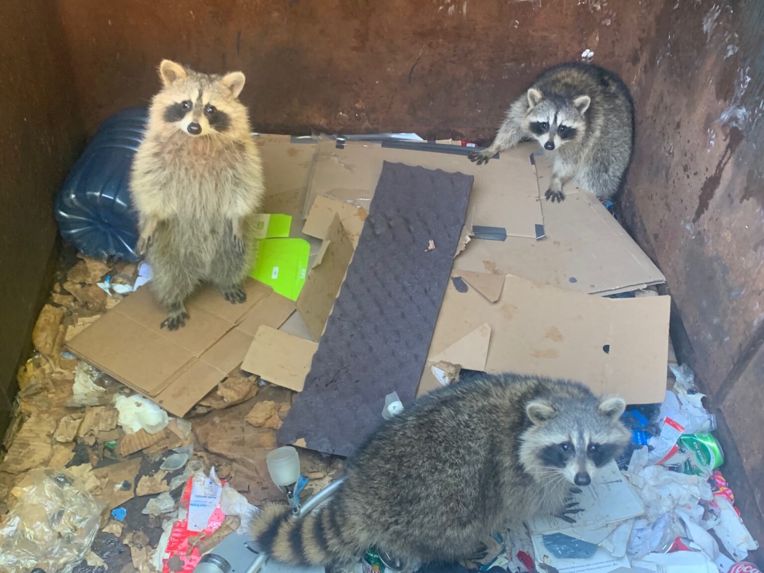Understanding the Behaviour of Urban Raccoons in Markham