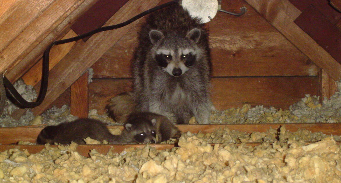 Raccoon Removal Victoria