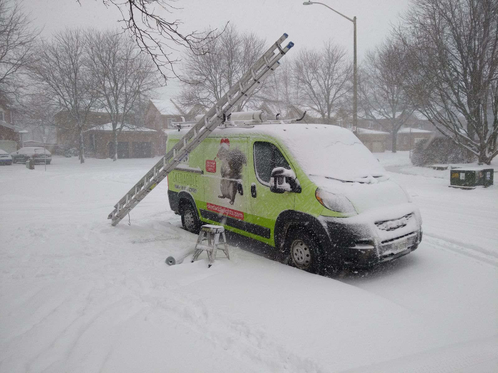 Wildlife Removal Barrie
