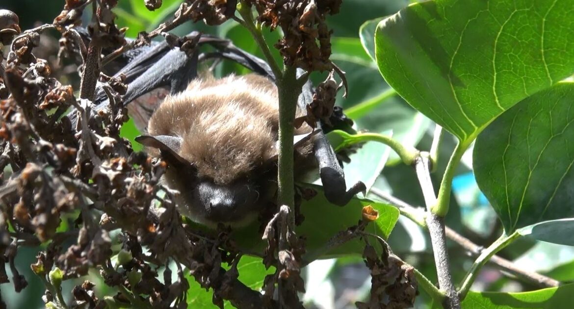 Bat Removal Milwaukee