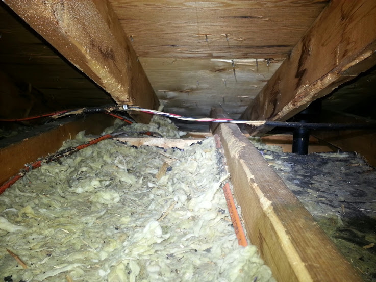 Squirrels in Attic — Rapid Rodent Removal