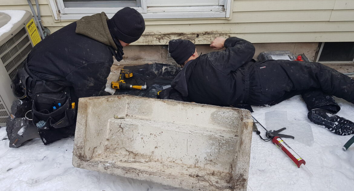 Mice Removal Oshawa