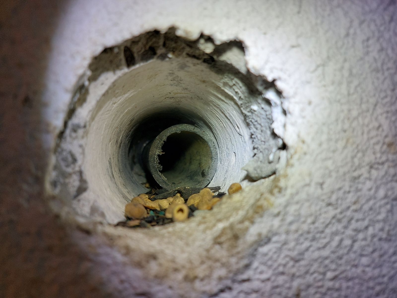 Mouse Gained Entry Into Home Through Drain Pipe