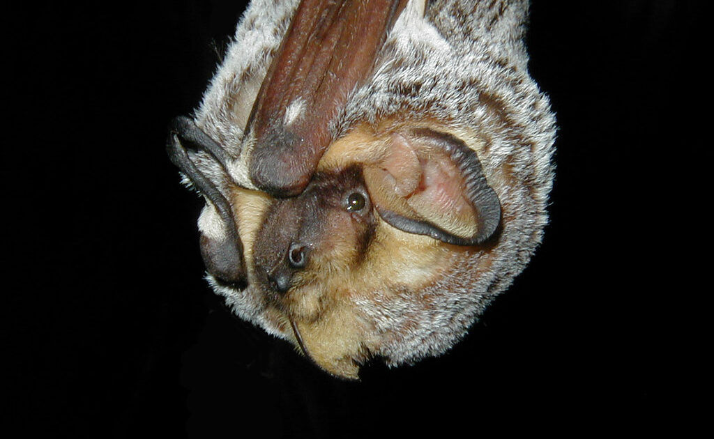 Bat Removal Okanagan