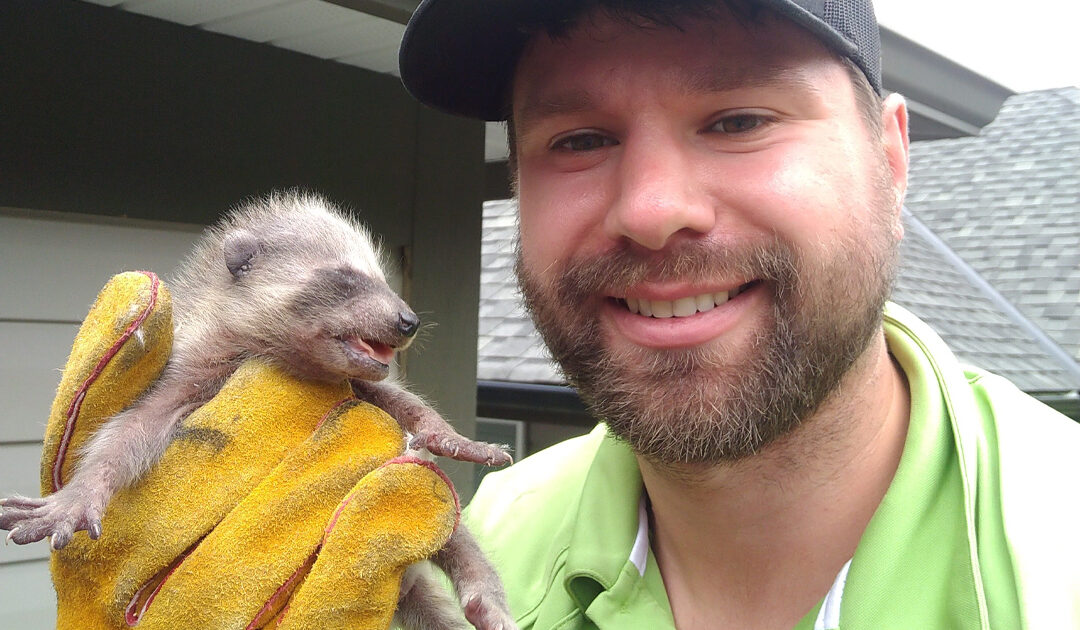 Raccoon Removal Coquitlam