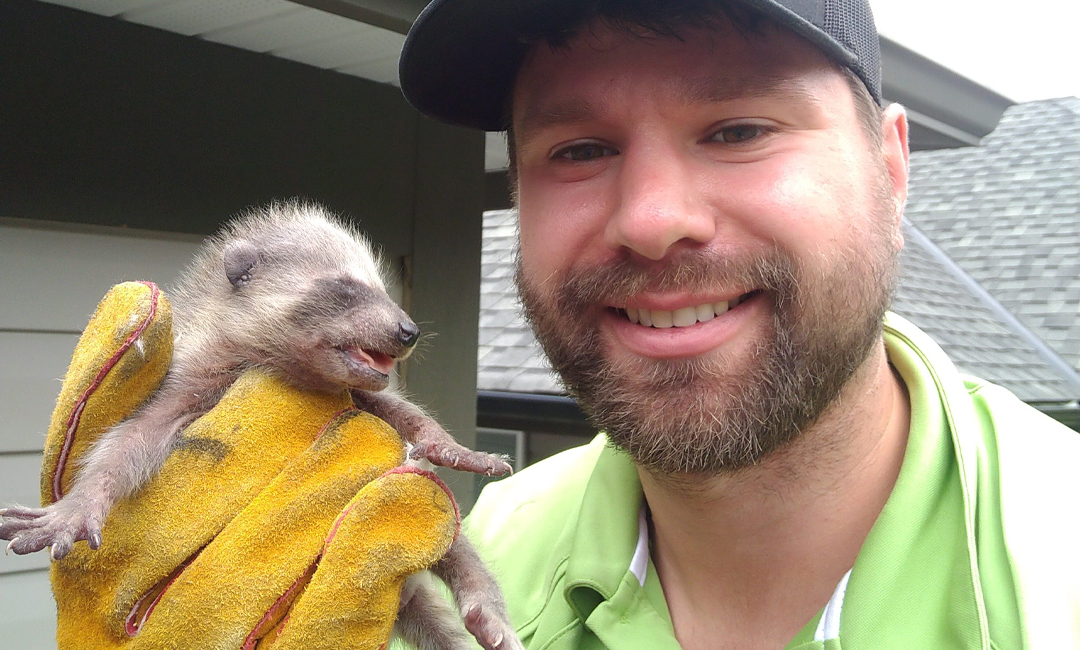 Raccoon Removal Coquitlam