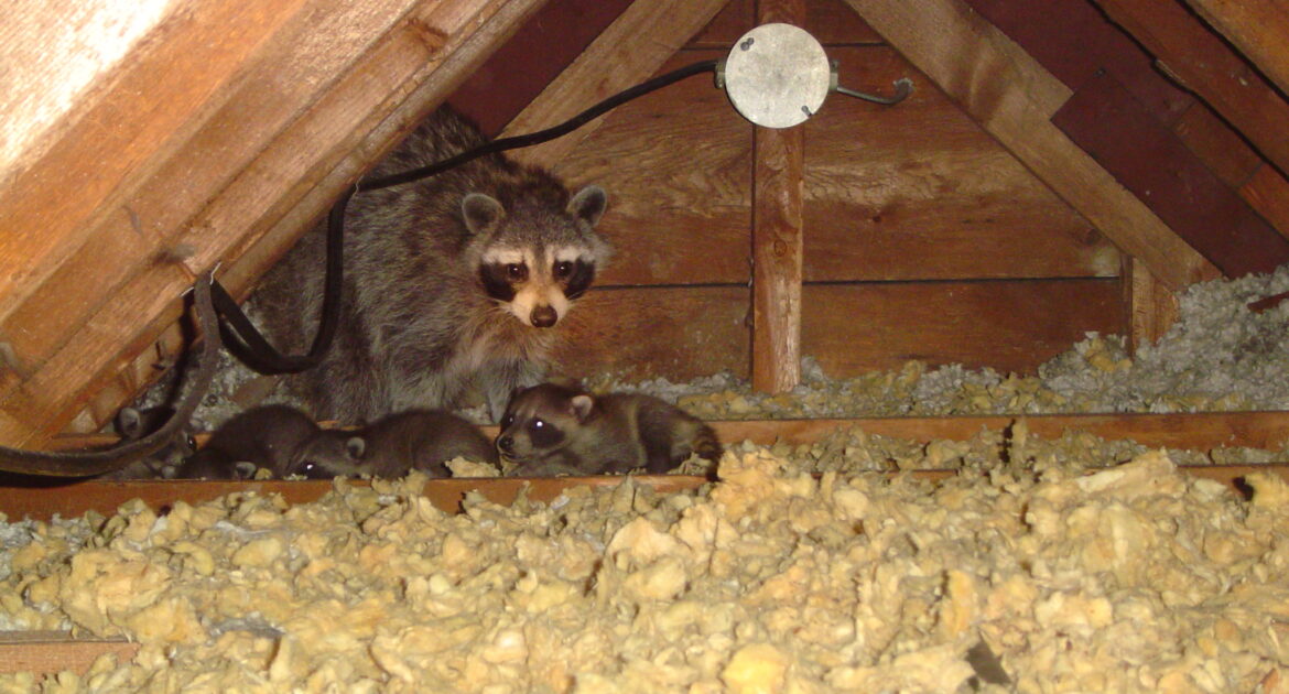 Raccoon Removal Oakville