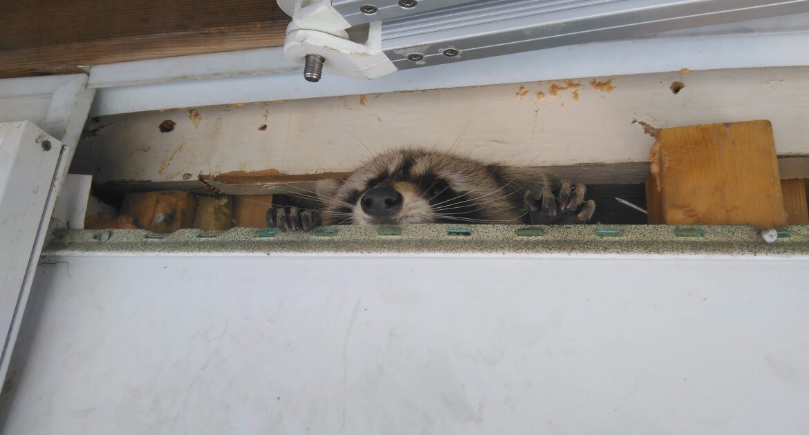 Raccoon Removal Okanagan