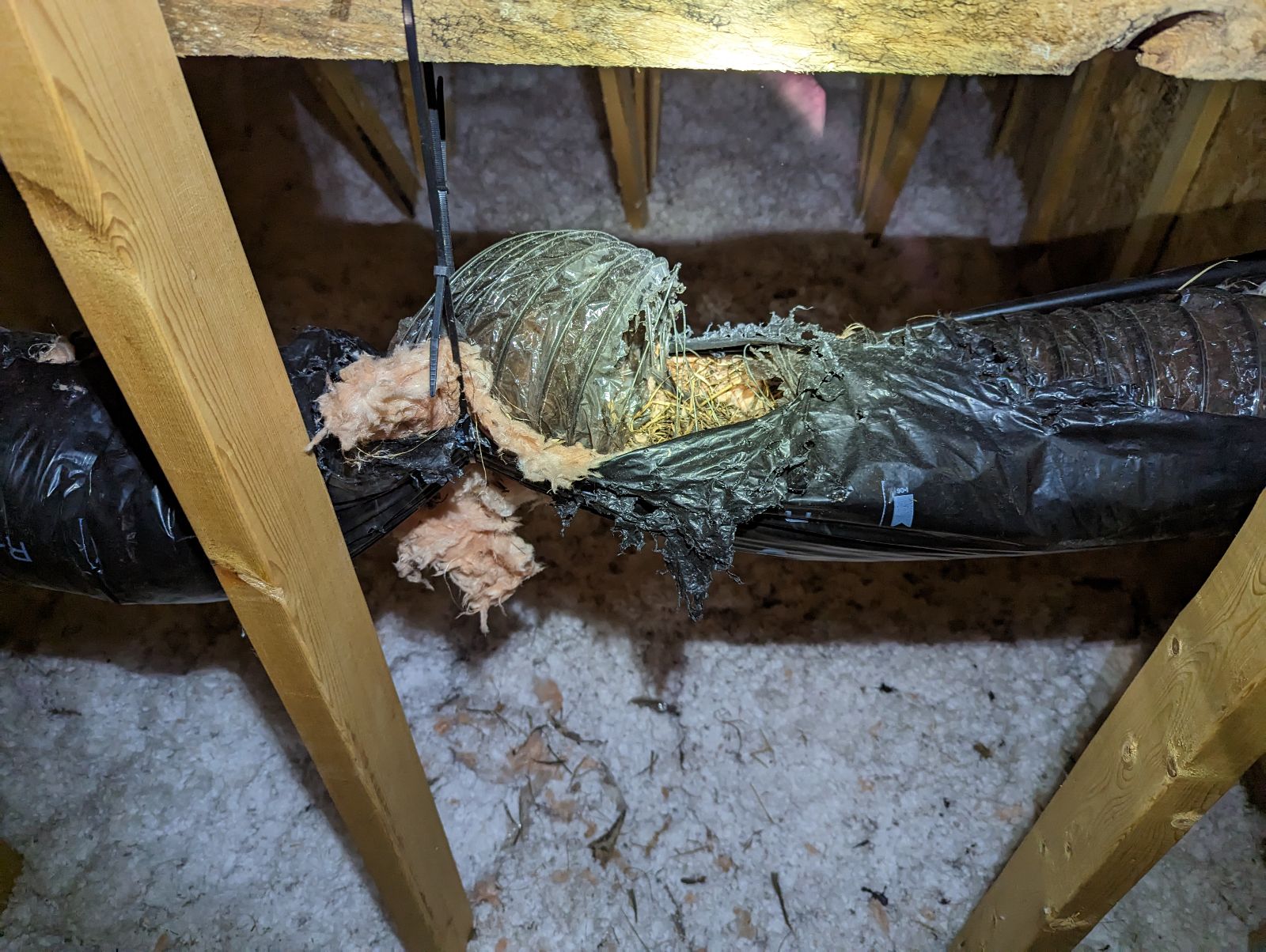 Squirrel Removal Niagara