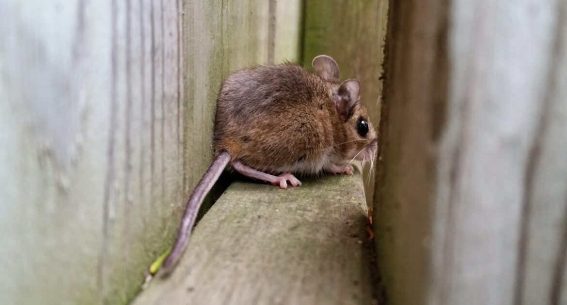 How to Prevent Mice from Invading Your Grill