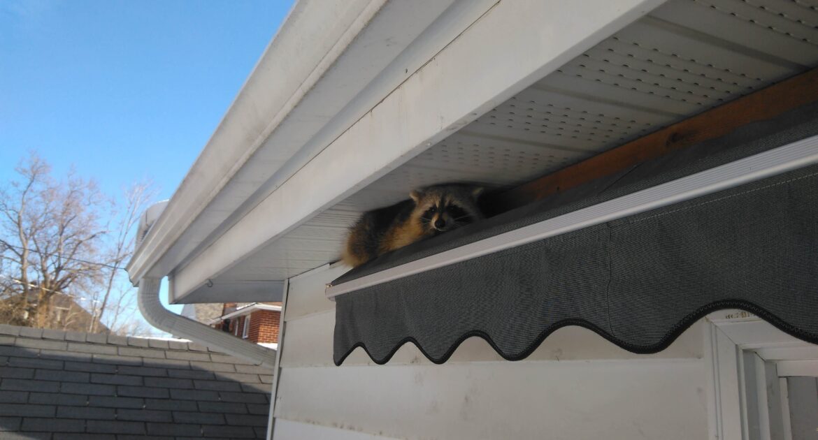 Raccoon Removal Barrie