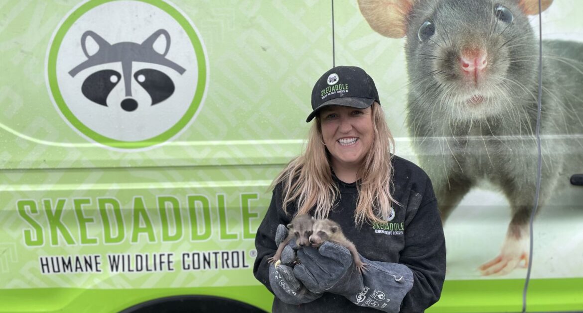 Raccoon Removal Oshawa