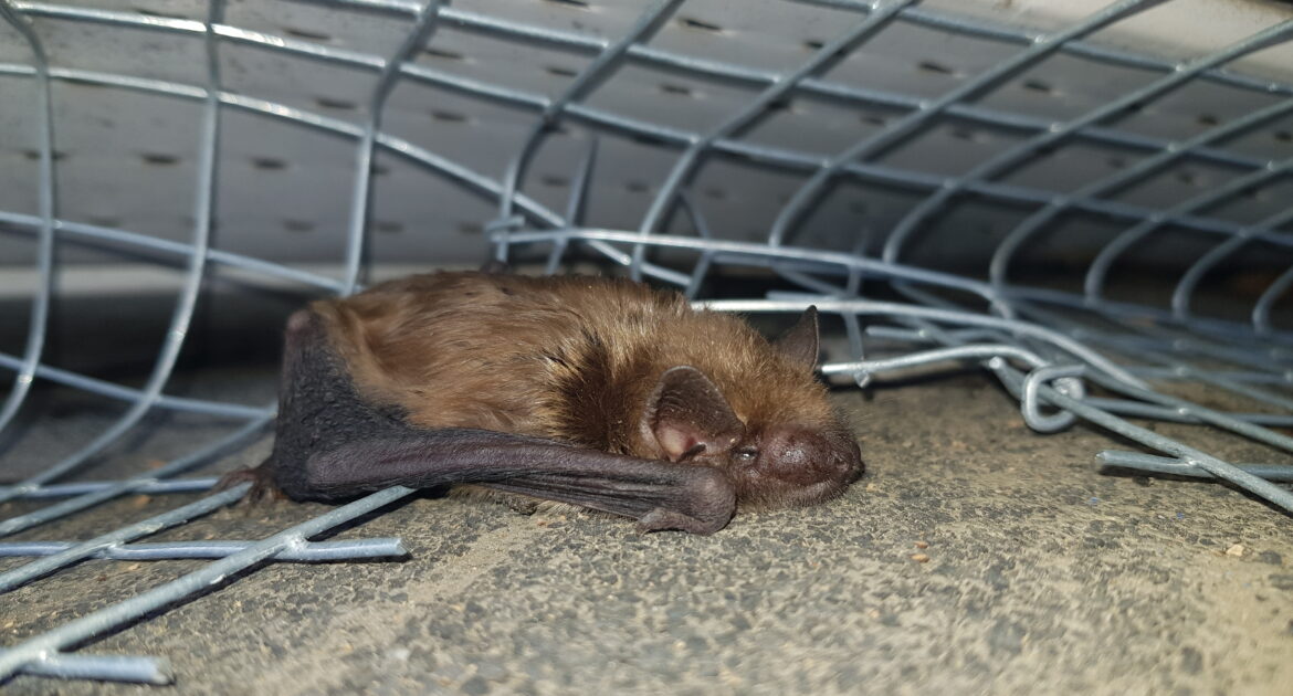 Bat Removal Milwaukee