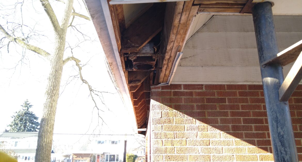 Raccoon Entry through Soffit Vents