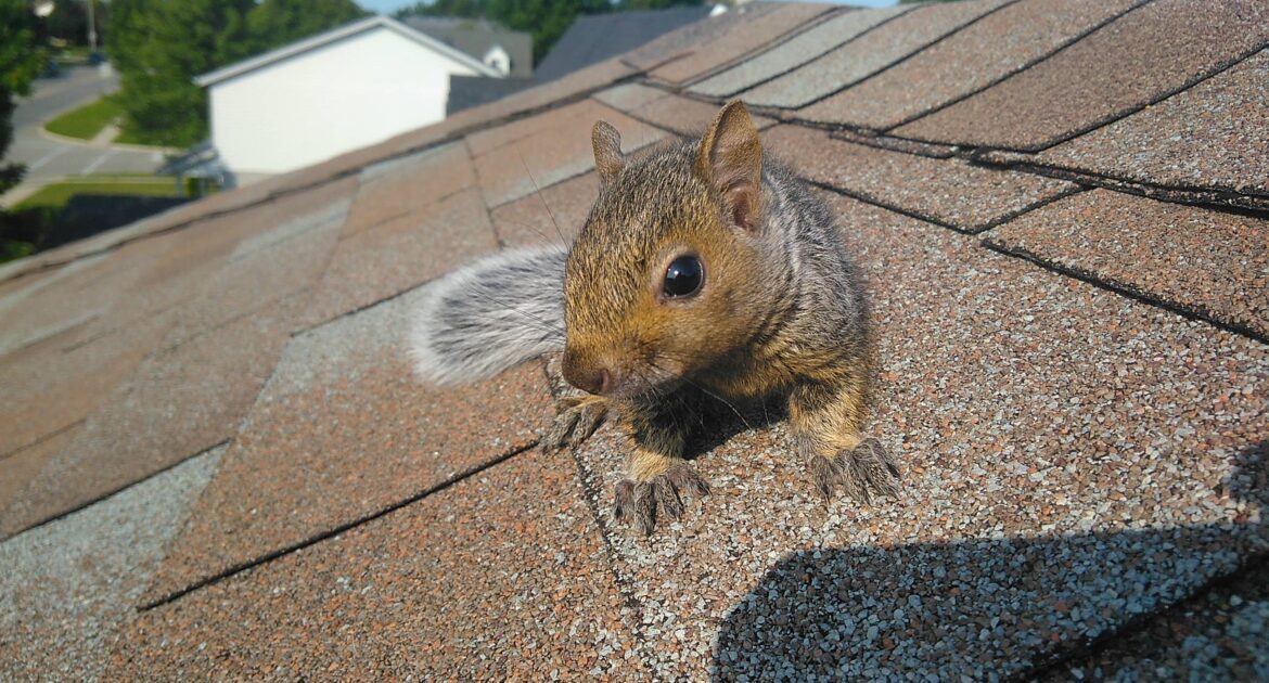 Squirrel Removal Oshawa