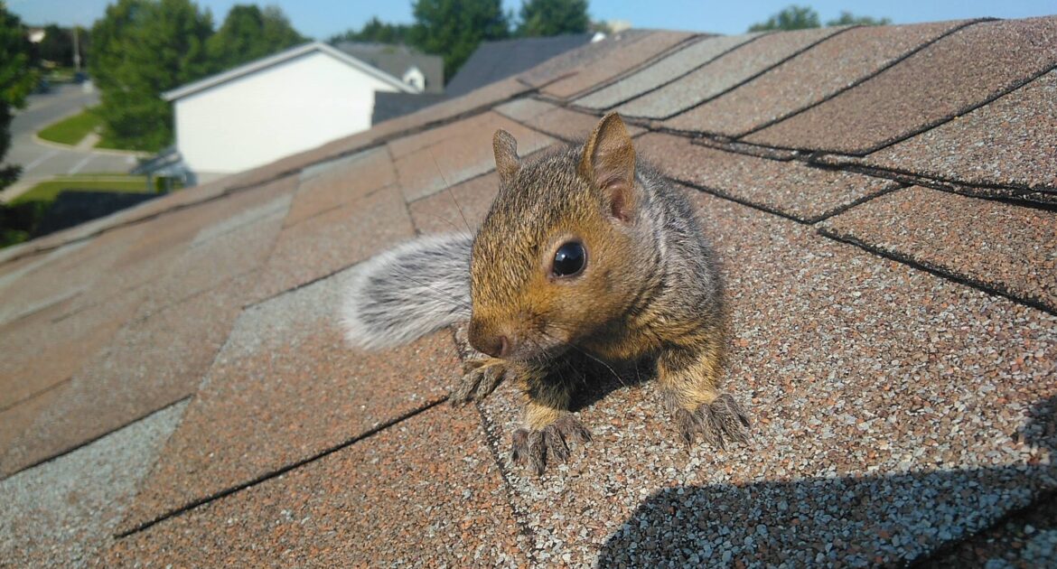 Squirrel Removal Oshawa