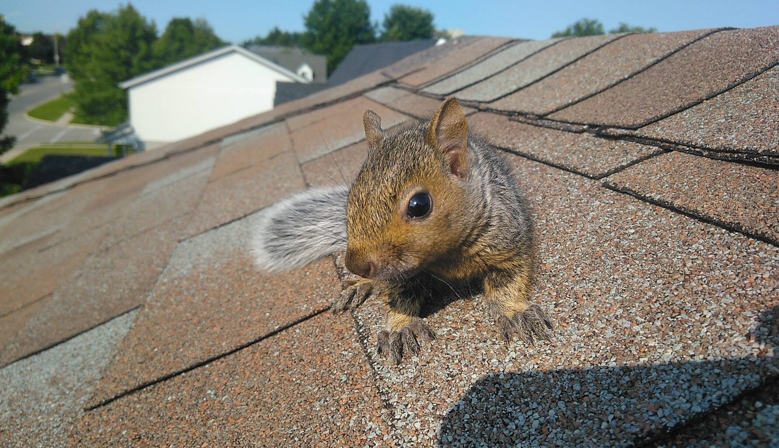 Squirrel Removal Oshawa