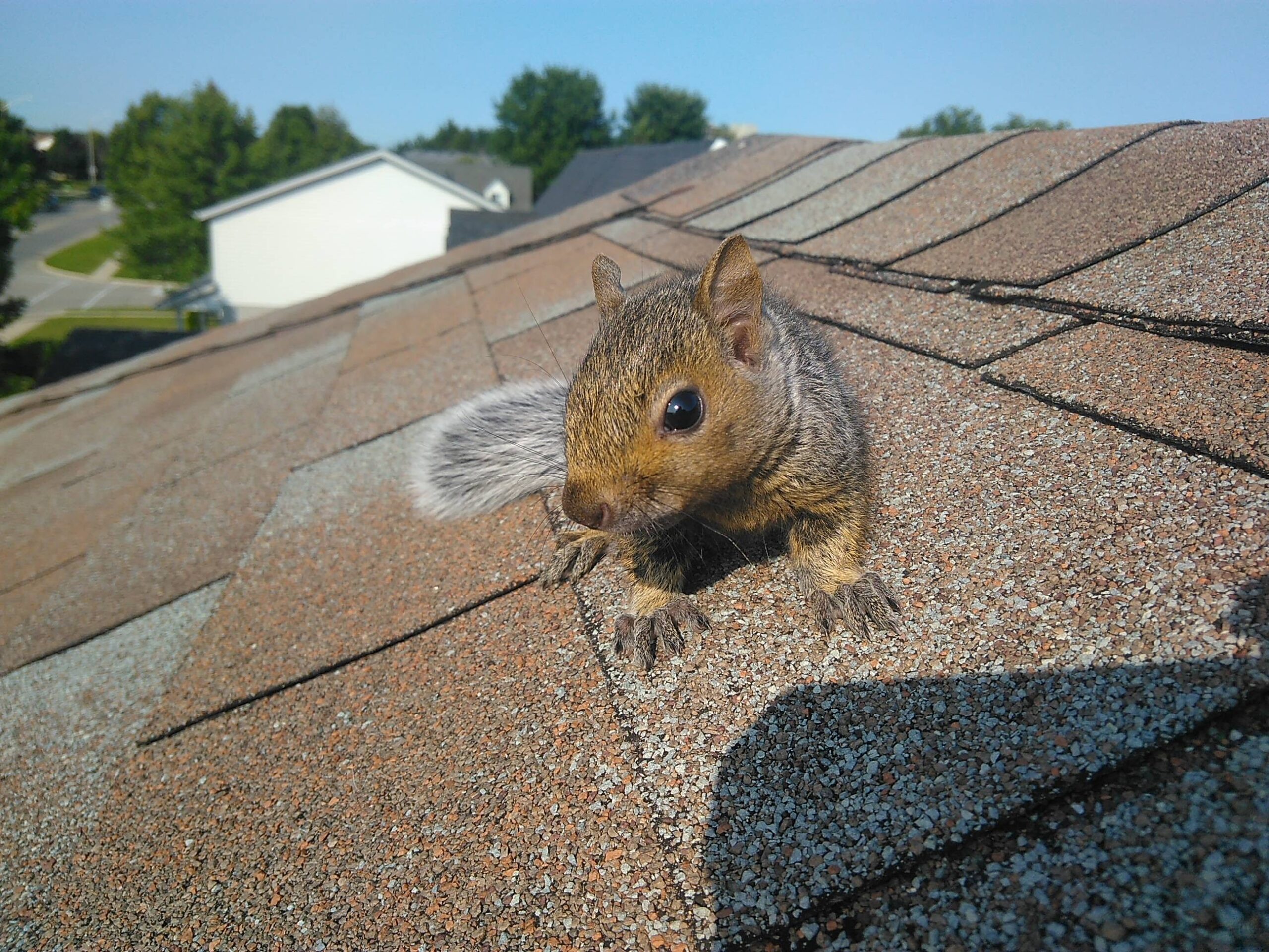 Squirrel Removal Oshawa