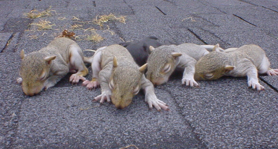 Squirrel Removal Coquitlam