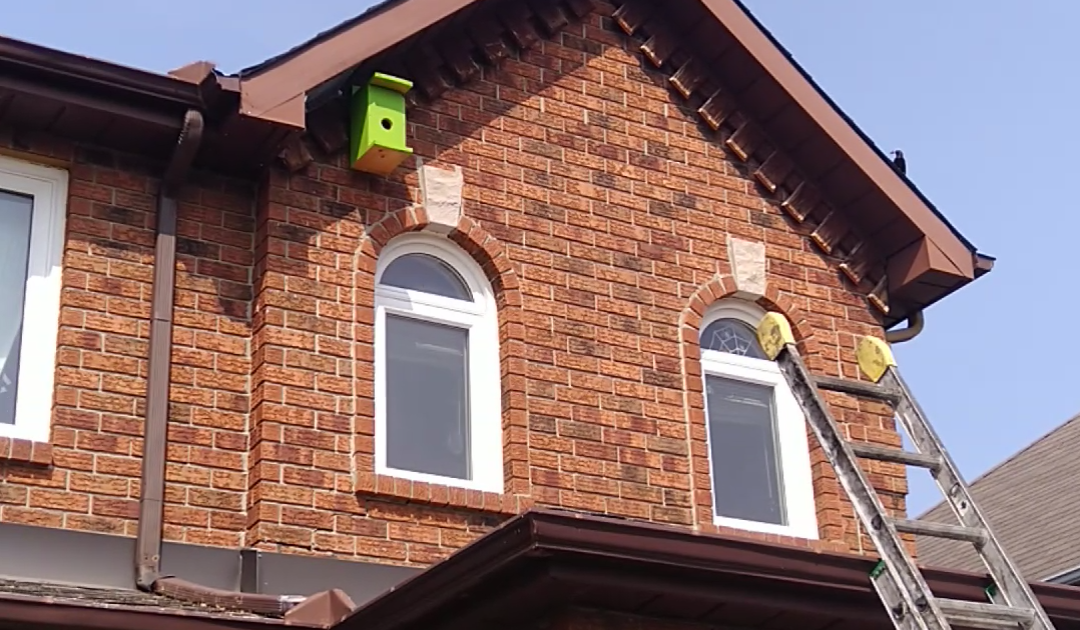 Bird Removal Ottawa