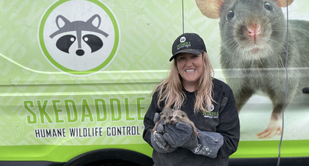 Raccoon Removal Coquitlam