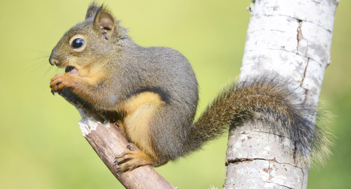 Squirrel Removal Coquitlam