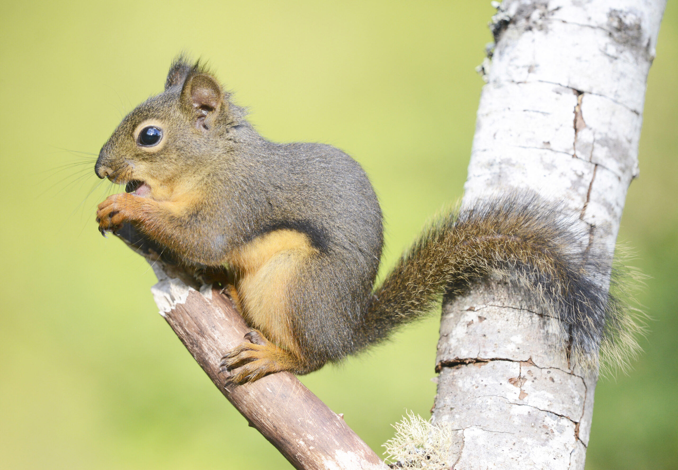 Squirrel Removal Coquitlam