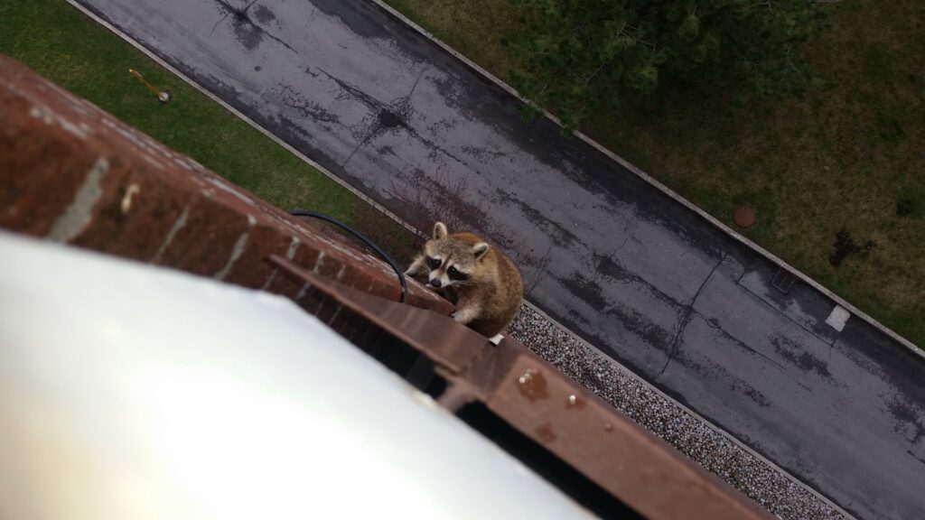 Raccoon Control Montreal