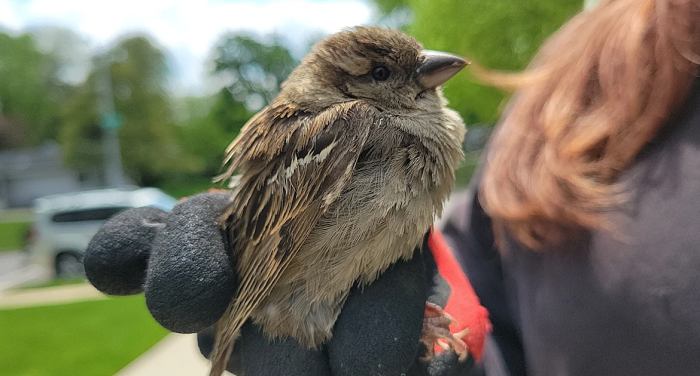 Bird Removal Oshawa