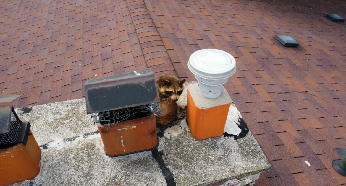 Raccoon Removal