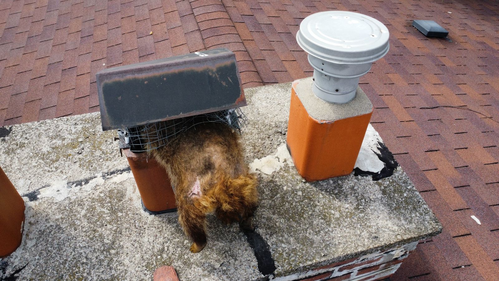 Raccoons Prove Chimney Caps are Not Wildlife Proof