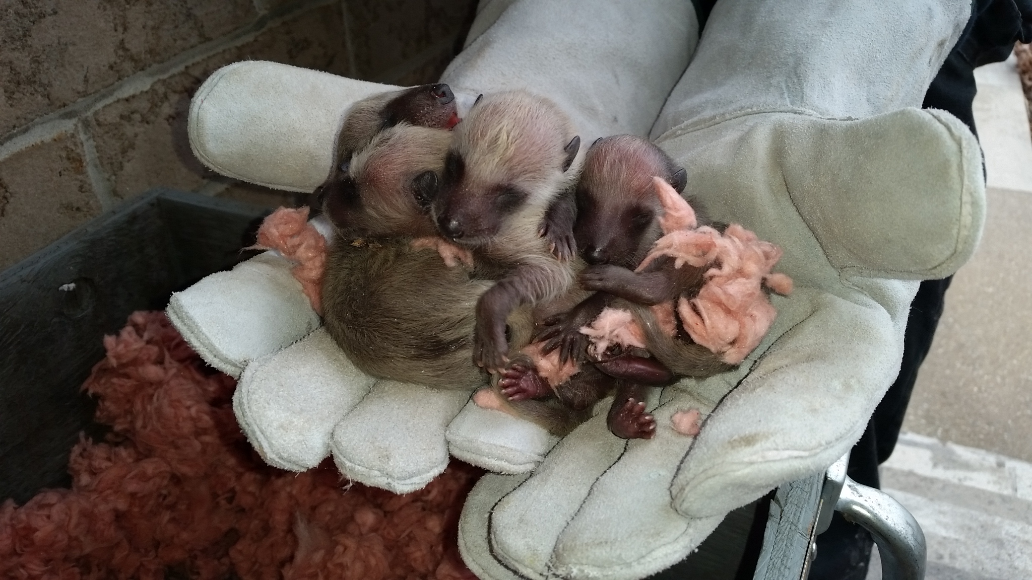 Raccoon Removal Richmond Hill