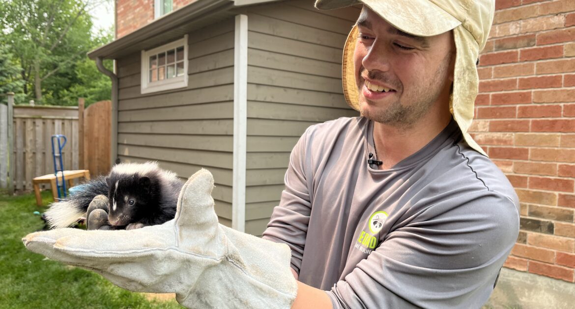 Skunk Removal