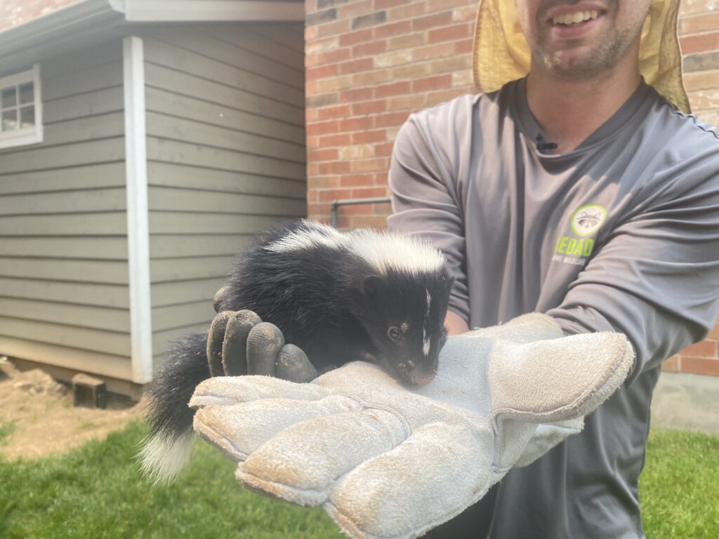 Skunk Removal